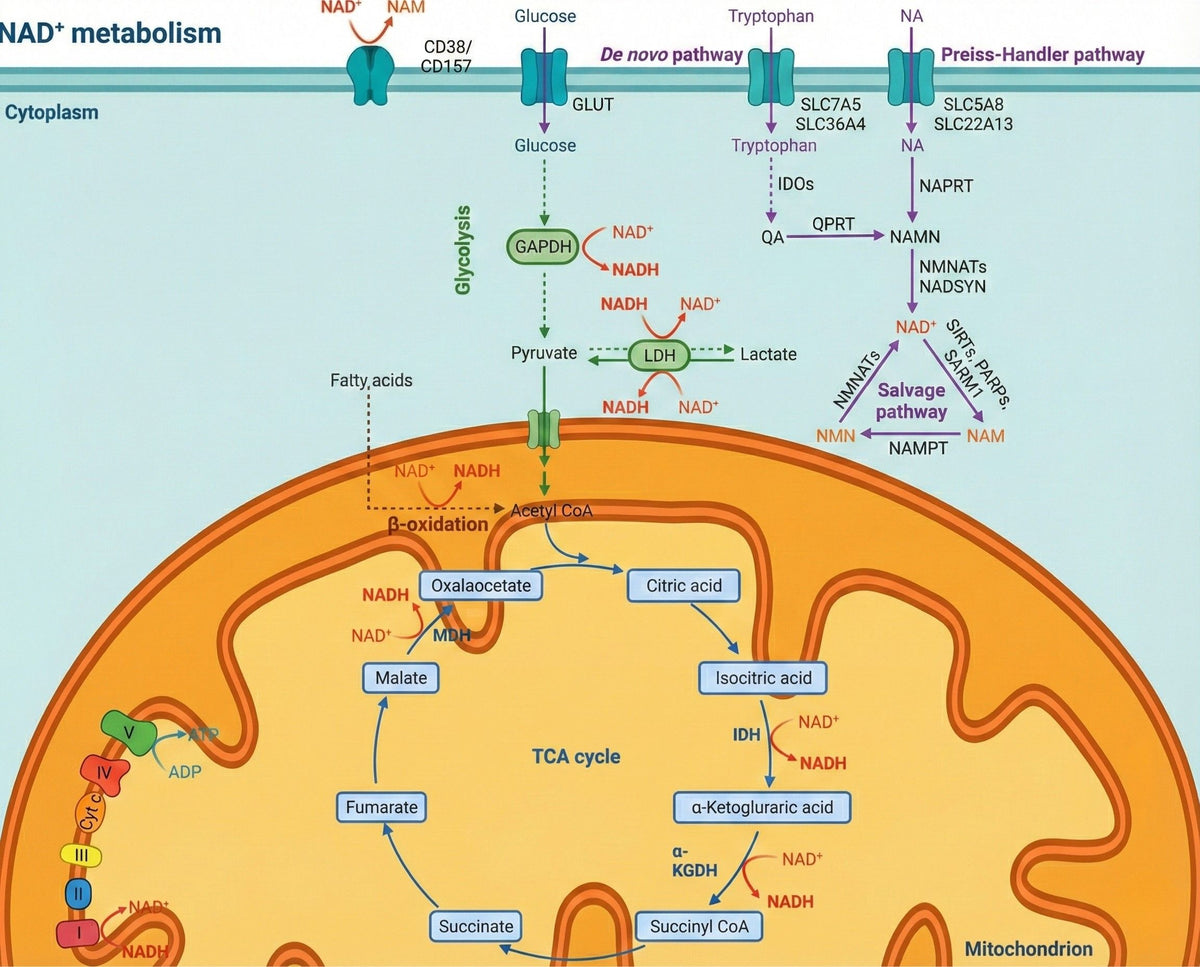 NAD+ metabolism