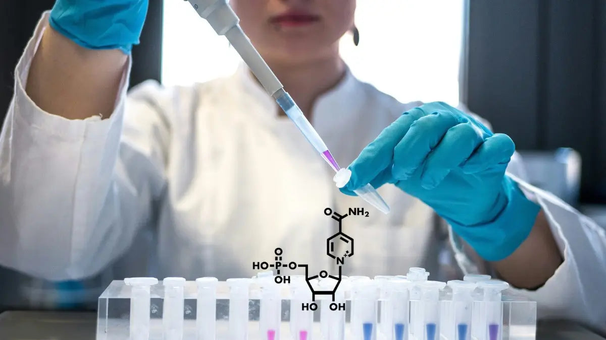 NMN Research Studies Explained Simply